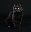 Black cat in studio