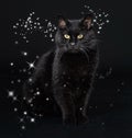 Black cat in studio