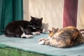 black cat with a tabby cat sleeping on the doorstep on a sunny day