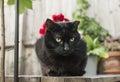 A black cat on a table in a garden. Royalty Free Stock Photo