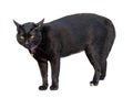 Black cat is threatening isolated on white background with clipping path Royalty Free Stock Photo