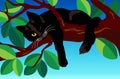 Black cat on a tree.