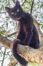 Black cat on a tree branch.