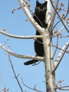 Black cat in tree Royalty Free Stock Photo