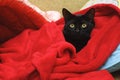 Black cat under a red blanket Royalty Free Stock Photo