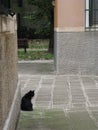 Black cat in Venice