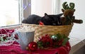 Black cat is waiting for Christmas sitting in a basket Royalty Free Stock Photo