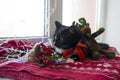 Black cat is waiting for Christmas on the window Royalty Free Stock Photo