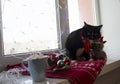 Black cat is waiting for Christmas on the window Royalty Free Stock Photo