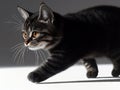 A black cat walking across a white surface Royalty Free Stock Photo