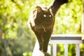 Black cat walking along white fence looking up, bathed in golden afternoon light Royalty Free Stock Photo