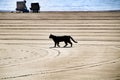 Black cat walking on the beach Royalty Free Stock Photo