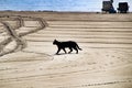 Black cat walking on the beach Royalty Free Stock Photo