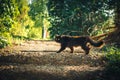 Black cat walking crossing the street road on green background. Bad luck sign - intersection. Spring day in park with Royalty Free Stock Photo