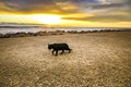 Black Cat walking at dawn on the breakwater Royalty Free Stock Photo