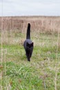 Black cat walking Royalty Free Stock Photo