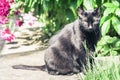 Black cat walking on the garden path near the grass lawn and bushes Royalty Free Stock Photo