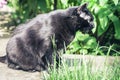 Black cat walking on the garden path near the grass lawn and bushes Royalty Free Stock Photo