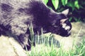 Black cat walking on the garden path near the grass lawn and bushes Royalty Free Stock Photo