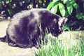 Black cat walking on the garden path near the grass lawn and bushes Royalty Free Stock Photo