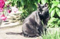 Black cat walking on the garden path near the grass lawn and bushes Royalty Free Stock Photo