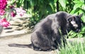 Black cat walking on the garden path near the grass lawn and bushes Royalty Free Stock Photo