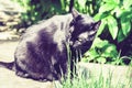 Black cat walking on the garden path near the grass lawn and bushes Royalty Free Stock Photo