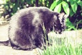 Black cat walking on the garden path near the grass lawn and bushes Royalty Free Stock Photo