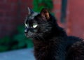 Black cat is walking in the garden in summer Royalty Free Stock Photo