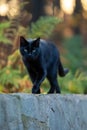 black cat walking on mural Royalty Free Stock Photo