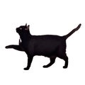 Black cat walking with paw up Royalty Free Stock Photo