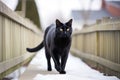black cat walking on a white fence Royalty Free Stock Photo