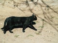 black cat walks around the city on a sunny day Royalty Free Stock Photo