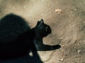 black cat walks around the city on a sunny day Royalty Free Stock Photo