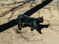 black cat walks around the city on a sunny day Royalty Free Stock Photo