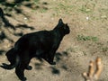 black cat walks around the city on a sunny day Royalty Free Stock Photo