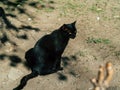 black cat walks around the city on a sunny day Royalty Free Stock Photo
