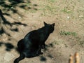 black cat walks around the city on a sunny day Royalty Free Stock Photo