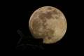 Black cat walks at night against the background of a huge moon in the backlight Royalty Free Stock Photo