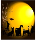 Black cat walks at night with the moon flying meshes Royalty Free Stock Photo