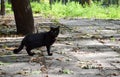 A black cat walks through the park in the fall. Royalty Free Stock Photo