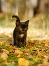 Black cat walks in the woods Royalty Free Stock Photo