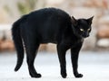 black cat was frightened and stooped. Black cat in fear and aggr