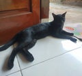 a black cat was relaxing in front of the door.