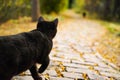 A black cat walking on dead leaves by the river in autumn