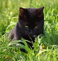 Black cat watching ladybeetle Royalty Free Stock Photo