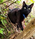 Black Cat on Harness Adventuring Outside