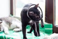 Active black cat with ring collar ventures across sunlit windowsill while companion lounges nearby Royalty Free Stock Photo