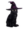 Black cat wearing witch halloween hat Royalty Free Stock Photo