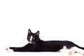 Black cat on white background Royalty Free Stock Photo